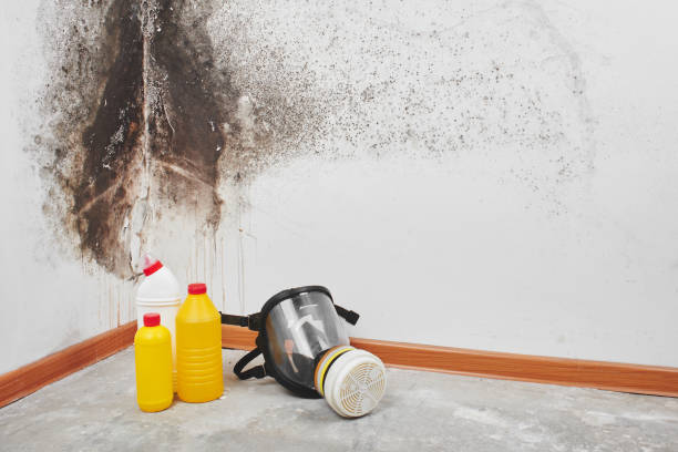 Best Residential Mold Removal  in Montgomery, TX