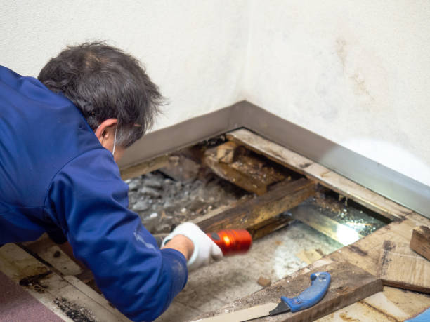 Office Mold Removal Services in Montgomery, TX