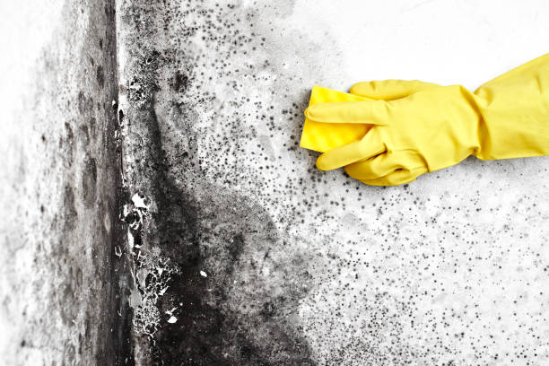 Water Damage Restoration in Montgomery, TX