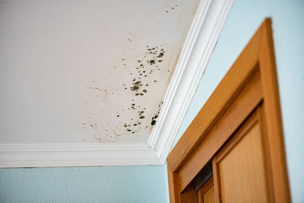 Best Black Mold Removal  in Montgomery, TX