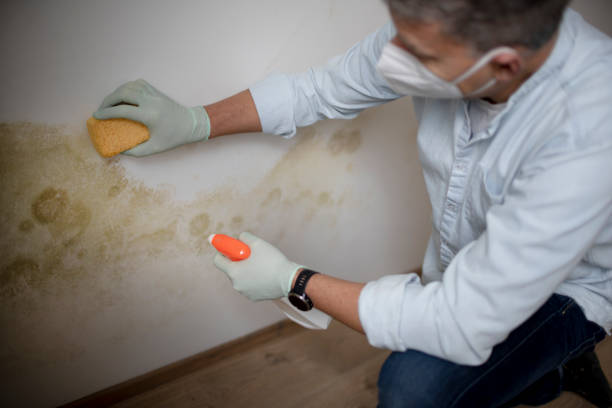Best Professional Mold Removal  in Montgomery, TX