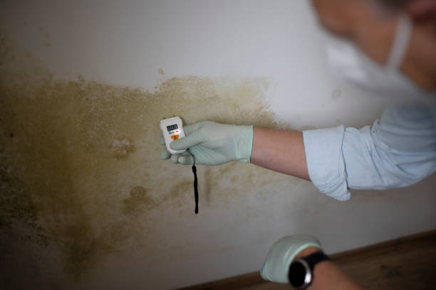 Montgomery, TX Mold Removal Company