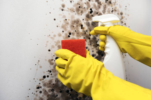 Best Mold Remediation Experts  in Montgomery, TX