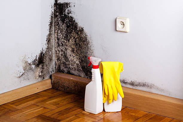 Best Office Mold Removal Services  in Montgomery, TX