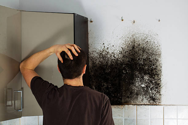 Best Mold Removal Company Near Me  in Montgomery, TX