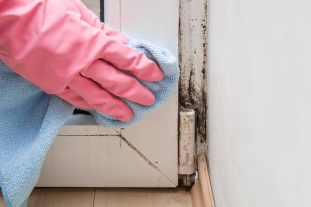 Best Mold Removal and Inspection  in Montgomery, TX