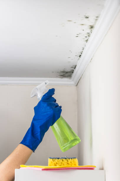 Best Toxic Mold Removal  in Montgomery, TX